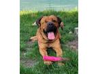 Adopt Tank a Bullmastiff / Chow Chow / Mixed dog in Richmond, BC (41222225)