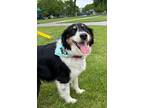 Adopt Charles III $450 a Australian Shepherd / Mixed dog in West Milwaukee