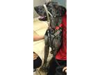 Adopt MR BENTLEY a Black Great Dane / Mixed (short coat) dog in Converse