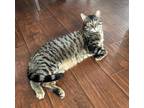 Adopt Stormy a Brown Tabby Domestic Shorthair / Mixed Breed (Medium) / Mixed