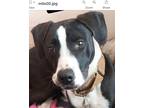 Adopt Milo a Black - with White Pointer dog in Dallas, TX (40524880)