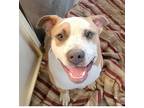 Adopt Colby a Tan/Yellow/Fawn - with White Australian Shepherd / Staffordshire