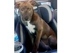 Adopt Vic a Black Border Collie / Labrador Retriever dog in Norfolk