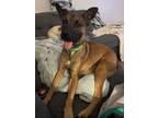 Adopt Wayne 2 a Belgian Malinois dog in San Diego, CA (41174975)
