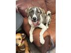 Adopt Remmie (R-Litter) a Brindle Great Pyrenees / Labrador Retriever dog in