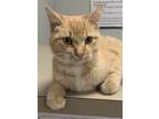 Adopt Romeo Walker a Orange or Red Tabby Domestic Shorthair / Mixed (short coat)