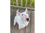 Adopt Cici a White Bull Terrier / Mixed dog in Fort Worth, TX (41221515)