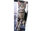 Adopt Delainey a Gray, Blue or Silver Tabby American Shorthair (short coat) cat