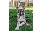 Adopt Starburst a Tan/Yellow/Fawn - with Black Siberian Husky / German Shepherd