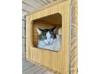 Adopt Dunn a All Black Domestic Shorthair / Mixed Breed (Medium) / Mixed (short