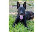 Adopt Baby Piper a Black Labrador Retriever / Mixed dog in Miami, FL (40870784)