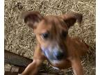 Adopt kyle a Brown/Chocolate American Pit Bull Terrier / Rottweiler / Mixed dog