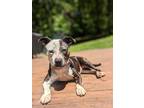 Adopt Marceline aka Marcy a American Staffordshire Terrier / Mixed dog in