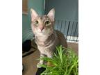 Adopt Zeke a Gray or Blue (Mostly) American Shorthair / Mixed (medium coat) cat