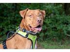 Adopt Charles a Red/Golden/Orange/Chestnut - with White Mixed Breed (Large) /