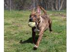 Adopt Lawre a Labrador Retriever / American Pit Bull Terrier / Mixed dog in