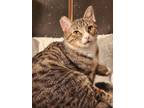 Adopt Bogey a Gray, Blue or Silver Tabby Domestic Shorthair (short coat) cat in