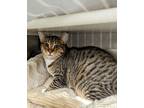 Adopt Sandman a Brown Tabby Domestic Shorthair / Mixed Breed (Medium) / Mixed
