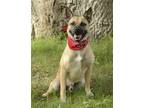 Adopt Sonny a Tan/Yellow/Fawn - with Black Basenji / Shepherd (Unknown Type) /