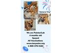 Adopt Zena a Brown/Chocolate Labrador Retriever / Pointer / Mixed dog in Phelan