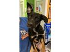 Adopt Duggie a Black German Shepherd Dog / Mixed Breed (Medium) / Mixed (short