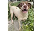 Adopt COOKIE a Red/Golden/Orange/Chestnut - with White English Pointer / Mixed