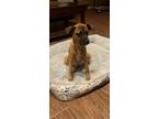 Adopt Leese a Tan/Yellow/Fawn - with Black Boxer / Mixed Breed (Medium) / Mixed