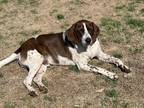 Adopt Turner a Brown/Chocolate - with White Pointer / Hound (Unknown Type) /
