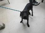 Adopt Turbo a Black Golden Retriever / Mixed Breed (Medium) / Mixed (short coat)