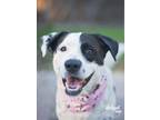 Adopt Rachel a Black - with White Border Collie / Labrador Retriever / Mixed dog