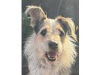 Adopt Cactus Jack a White - with Black Wheaten Terrier / Airedale Terrier dog in