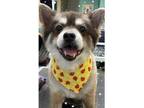 Adopt Bertha Bear a Brown/Chocolate - with Tan Pomeranian dog in Lake Forest