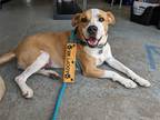 Adopt Rosalie a Boxer / Mixed dog in McCormick, SC (40149088)