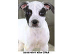 Adopt Kopi a White American Pit Bull Terrier / Mixed Breed (Medium) / Mixed
