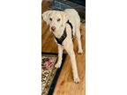 Adopt Joe a White Labradoodle / Mixed dog in Woodland Park, CO (41219598)