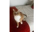 Adopt Z COURTESY LISTING: Ginger Kitten a Orange or Red (Mostly) Domestic