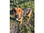 Adopt Noelle a Black Basset Hound / German Shepherd Dog / Mixed (short coat) dog