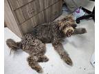 Adopt Boo a White - with Black Retriever (Unknown Type) / Poodle (Standard) /