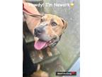 Adopt Newark a Tan/Yellow/Fawn - with White Black Mouth Cur / Staffordshire Bull