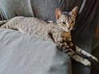 Adopt Scarlett a Brown Tabby Domestic Shorthair / Mixed Breed (Medium) / Mixed