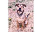 Adopt Sparky a German Shepherd Dog / Mixed Breed (Medium) / Mixed dog in