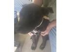 Adopt Milo a Labrador Retriever / Mixed Breed (Medium) / Mixed dog in Brownwood