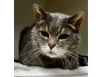 Adopt Lucy a Domestic Shorthair / Mixed (short coat) cat in Tiffin