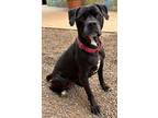 Adopt Stormy a American Staffordshire Terrier / Mixed dog in Cottonwood