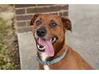 Adopt Opie a American Pit Bull Terrier / Mixed dog in West Union, OH (39037216)