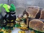 Adopt Ares a Snake reptile, amphibian, and/or fish in Cincinnati, OH (41211137)