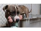 Adopt Zeus a American Pit Bull Terrier / Mixed dog in PAHRUMP, NV (41219305)