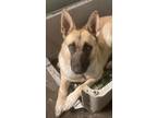 Adopt Sandy a German Shepherd Dog / Mixed dog in PAHRUMP, NV (41219303)