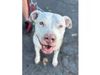 Adopt Tulip - Foster or Adopt Me! a American Staffordshire Terrier / Mixed dog