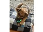 Adopt Ace a Brown/Chocolate Great Pyrenees / Coonhound (Unknown Type) dog in